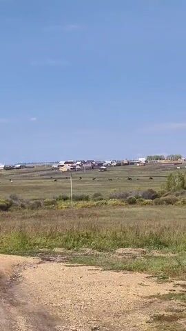 A wide shot shows a rural landscape on a sunny day. The foreground is a dirt path, leading to a grassy field dotted with dry vegetation. In the middle ground, a meadow stretches out with scattered bushes and trees. A village with various houses and fences is visible in the distance, along with several dark figures that appear to be cattle grazing. The sky is clear and blue with a few wispy white clouds. A black and white dog is lying down in the grass in the right-center of the frame.