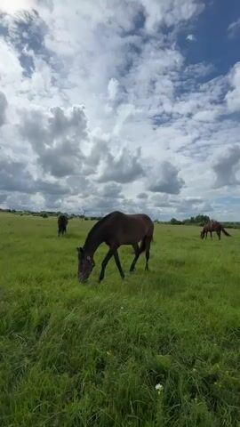A video of horses grazing in a field under a cloudy sky. The horse in the foreground is dark brown and is bending down to eat grass. Another brown horse is visible in the middle ground, and two more horses are in the background. The field is covered in green grass, and the sky is filled with dramatic white and gray clouds.