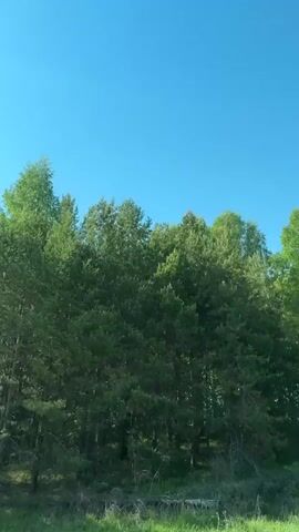 A view of a forest against a clear blue sky from a moving vehicle. There are mainly green coniferous trees and some deciduous trees.