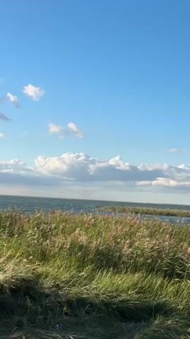 The video shows a close-up view of tall, green grass and reeds swaying gently in the wind. Beyond the reeds, a body of water, likely a lake or sea, is visible with moderate waves and a slightly choppy surface. The sky above is a clear, bright blue with scattered white clouds. The sun is shining, casting a warm light on the scene. The overall impression is one of a natural, tranquil outdoor environment. There are no people or specific objects identifiable in the video.