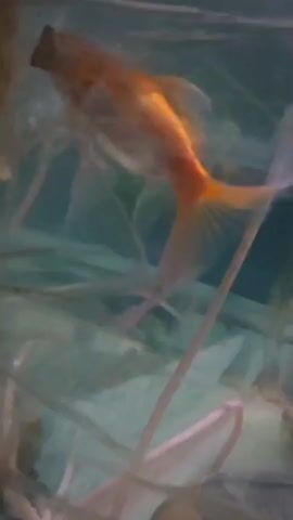 A blurry, close-up shot of an aquarium shows a goldfish swimming among plants and decorations. The fish is orange and white. The water is a greenish-blue color.