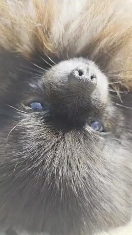 A close-up shot shows a fluffy black Pomeranian dog lying on its back, looking up at the camera with its blue eyes. Its tail is held high, and its fur is long and somewhat disheveled. The dog is on a light-colored paved surface, possibly a patio or walkway, with some greenery visible in the background. The camera then pans up and to the right, showing the dog sitting up and looking to the side. Finally, the video shows a hand reaching in and petting the dog's head as it looks down. The overall scene is sunny and appears to be outdoors.