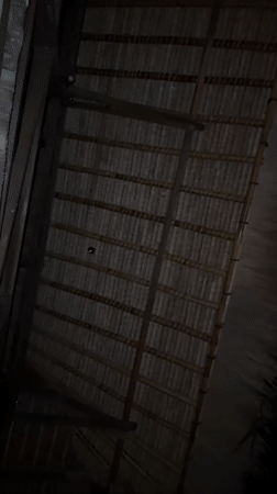 Animal spotted clinging to thatched roof in Kediri