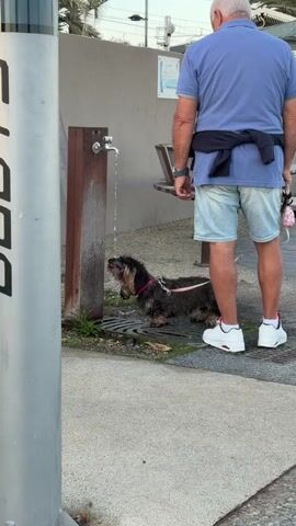 A man stands to the right of the frame wearing a blue polo shirt, light blue denim shorts, white sneakers with red accents, and a dark jacket tied around his waist. He is facing a water fountain. To the left of the frame, a small, wire-haired dog with a pink leash is drinking from the running water of the fountain. The dog is positioned below the spigot, its head tilted upwards. The fountain is made of wood with a metal spigot. The ground around the fountain appears to be a mix of dirt, grass, and gravel, with a metal grate in front of the fountain. Behind the fountain and the dog, there is a bench. The background shows a sidewalk, a metal pole with some writing on it, and a fence. The overall environment suggests an outdoor public space, possibly a park or promenade.