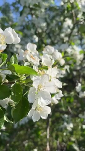 A close-up shot features clusters of white flowers with subtle yellow stamens and green leaves on a tree branch, likely apple blossoms. The background is softly blurred, showing more white flowers and green foliage under a bright blue sky, indicating a sunny day. The scene is set outdoors in what appears to be an orchard or garden, during springtime. The location is Зыково, Russia. No people or text are visible.