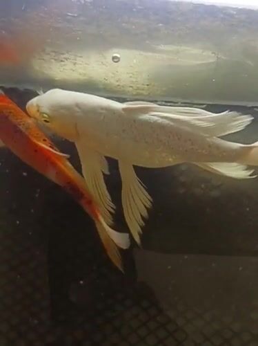 Mesjid Reuntoh, Indonesia