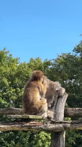 Two monkeys are sitting on a wooden structure outdoors. The monkey on the left is facing away from the camera and appears to be grooming the monkey on the right, who is facing towards the left. The monkey on the right has its head turned, and its fur appears lighter in color. The background consists of green trees and a clear blue sky. The wooden structure appears to be a fence or a platform made of logs and planks. The lighting suggests it is daytime.