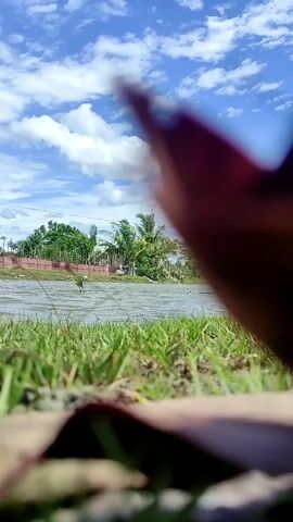 A low-angle shot captures a natural outdoor scene on a bright day. In the extreme foreground, an out-of-focus, dark red or brown object, possibly a dried leaf or petal, partially obscures the bottom right of the frame. Directly behind it, green grass covers the ground. Further back, a body of water reflects the sky. Across the water, a line of green trees and shrubs is visible, with a few distant buildings featuring reddish roofs beyond them. The sky is bright blue with scattered white cumulus clouds.