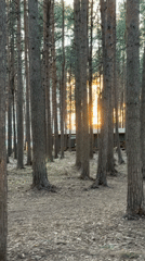 Cats and pine forest scenes captured in Lavriki