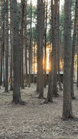 Cats and pine forest scenes captured in Lavriki