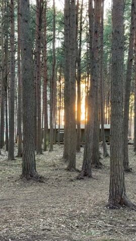 The camera moves through a pine forest with tall, straight tree trunks. The ground is covered in dry leaves and pine needles. In the distance, a building is partially visible through the trees, with the setting sun creating a bright orange glow behind it. The lighting suggests either sunrise or sunset.