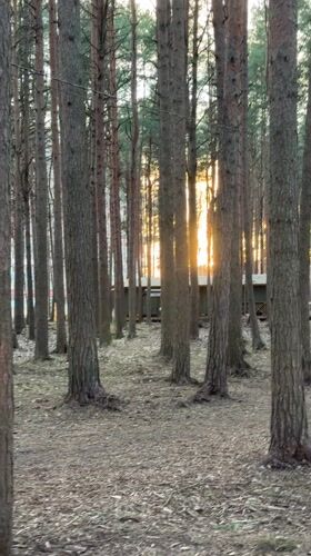 Cats and pine forest scenes captured in Lavriki