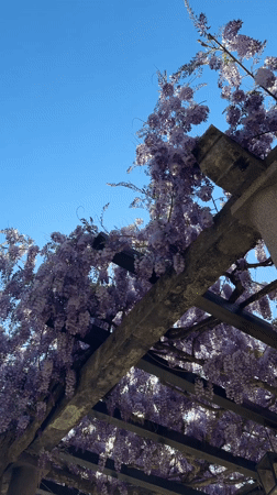 Beachgoer enjoys afternoon sun at Sveti Stefan, Montenegro