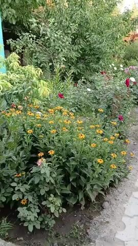 This video shows a lush garden with a variety of flowers and greenery. In the foreground, a dense bed of yellow coneflowers with dark centers is in full bloom. Behind them, a row of rose bushes displays red, pink, and white blooms. The background is filled with the foliage of trees and shrubs. A paved walkway with interlocking gray pavers runs along the right side of the garden, bordering the flower beds. The scene appears to be outdoors in daylight, possibly in the late afternoon given the lighting.