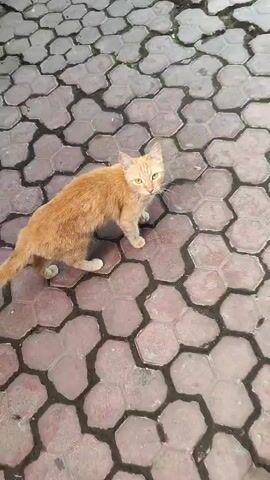 A ginger cat is shown from a high angle, sitting on a paved surface with hexagonal stones. The cat is looking up at the camera, and its head is tilted slightly. The cat's fur is short and its eyes are yellow. The paved surface is red and gray, and the stones are arranged in a honeycomb pattern. The lighting is natural, and the overall scene is peaceful.