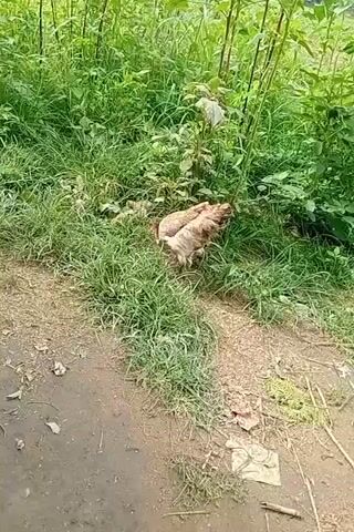 A hen and her chicks are foraging in the grass near a dirt path. The hen is brown and white and appears to be pecking at the ground. Several small, yellow chicks are gathered around the hen. The environment is rural, with tall green plants and dry ground.