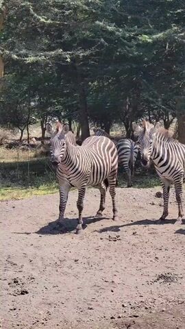 The video shows three zebras standing on a dirt patch in front of a grove of trees. One zebra is facing the camera directly, another is on the right side of the frame, and the third is standing slightly behind the first two, partially obscured. The zebras have distinct black and white stripes. The dirt patch is dry and has some tracks on it. The trees in the background are green and leafy, providing shade. The overall lighting is bright, suggesting a sunny day.