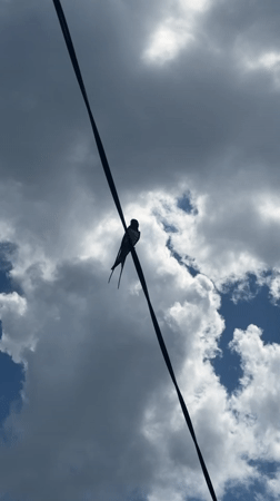 Swallow spotted on electrical wire in Leningradskaya, Russia