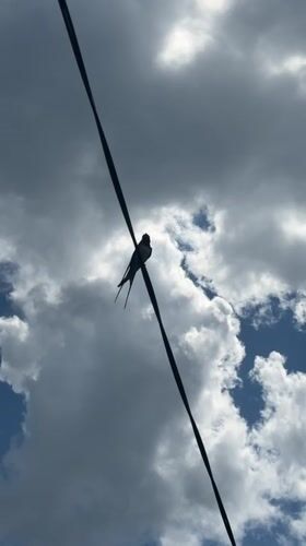 Swallow spotted on electrical wire in Leningradskaya, Russia