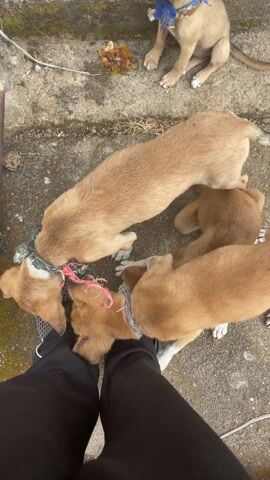 The video shows four puppies playing around a person's feet. The person is wearing black pants and gray Crocs. Three of the puppies are light brown and are tugging on a colorful rope toy. One of these puppies is wearing a green and white patterned collar. The fourth puppy, which is also light brown, is sitting near the top of the frame and appears to be eating something from the ground. This puppy is wearing a blue collar. The ground is a concrete surface with some debris and discoloration. A small metal rod is visible on the left side of the frame.