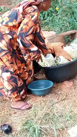 A woman in a floral print dress and headscarf is outdoors, transferring corncobs from a large black bucket into a small blue plastic basin. The ground is covered with dry grass. Other containers and items are visible nearby, partially obscured by the large bucket. A black plastic bag sits on the ground near her feet.