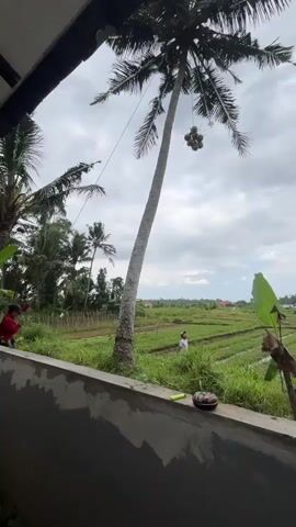 The video shows a view from a covered balcony overlooking a rural scene. A tall, thin coconut tree dominates the center of the frame, with a cluster of coconuts hanging from its upper branches by a rope. To the left, another palm tree is visible.  In the background is a rice paddy field, with a person in a white shirt working in the field. To the left, there is a person in a red shirt.  On the balcony ledge, there is a sunglasses case and what appears to be a green lighter. The sky is overcast with gray clouds.