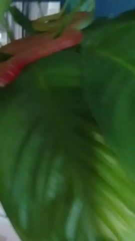 A close-up, shaky, dimly lit video captures a toy snake coiled on large green leaves. The snake is translucent and appears to be made of jelly or plastic, with a gradient of colors ranging from red to green. The snake is positioned horizontally across several leaves, with its head facing downwards and slightly to the left. The background is blurred and indistinct, but appears to be an indoor environment with some shelving or furniture visible. The camera movement is erratic, causing the image to be out of focus at times.