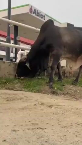 A mostly black bull grazes on green grass in front of an Abiot gas station. The bull's head is lowered, and it chews on the grass. The ground is dirt. The sky is overcast.