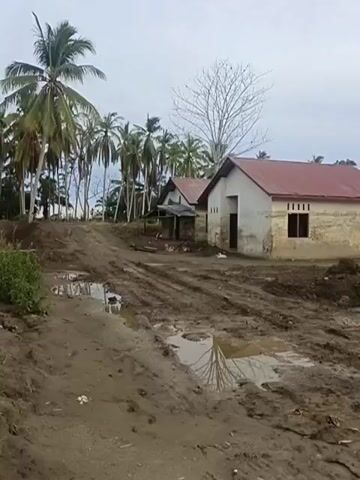 The video shows a muddy path leading to a cluster of houses. The path is deeply rutted, with several puddles of water reflecting the overcast sky. Palm trees are visible in the background, lining the horizon. The houses appear to be made of simple materials, with corrugated metal roofs. One house in the foreground is a light color, possibly painted, with a red roof. Another house to the left is darker and appears to have a smaller attached structure. Further to the right, more houses are visible with corrugated metal roofs, some showing signs of wear. The ground around the houses is also muddy and appears to be recently disturbed, with tire tracks visible in the mud. The overall impression is of a rural or semi-rural setting that has experienced recent rainfall or flooding, making the ground soft and difficult to traverse. There are no people or animals visible in the video. The sky is a uniform gray, suggesting a cloudy or overcast day.