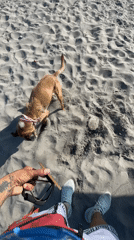 Dog in pink bandana digs enthusiastically on Iquique beach