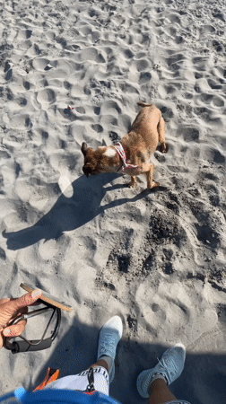 Dog in pink bandana digs enthusiastically on Iquique beach
