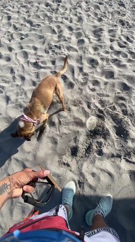 Dog in pink bandana digs enthusiastically on Iquique beach