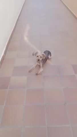 A small, light-colored dog with a grey back is lying down on a tiled floor. The tiles are square and a light peachy-orange color. The dog is looking towards the camera with its mouth slightly open. A thin, bright beam of light shines diagonally across the tiles from the left, illuminating the dog. The background is a blurred hallway with a white wall on the left and a tan wall on the right. The dog then stands up, shakes, and walks away, turning its head back towards the camera. The setting appears to be outdoors or in a covered outdoor space, possibly a patio or walkway, given the lighting and tiled floor. The time of day is likely daytime due to the strong sunlight.