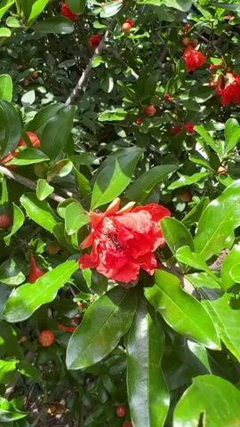 A close-up shot of a vibrant red, double-petaled flower, likely a pomegranate blossom, is centered in the frame. The flower is surrounded by numerous glossy, green leaves. Several other smaller red flowers and small, round, green and orange fruit buds are visible among the foliage in the background. A small, dark insect crawls slowly across a green leaf in the foreground, below and to the left of the main flower. The scene is brightly lit by natural sunlight.
