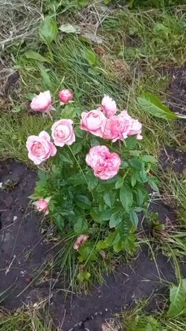 The video shows a bush with pink roses and green leaves in a garden. The camera is positioned above the bush, looking down. The bush is surrounded by grass and dirt. The lighting is natural.