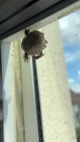 A close-up shot shows a wasp nest attached to the edge of a window frame. Several wasps are visible on and around the nest. The nest is round and made of a papery material. The window frame is white and appears to be made of vinyl. The background is blurred, but appears to be an outdoor scene with a blue sky and some foliage. The lighting suggests it is daytime.