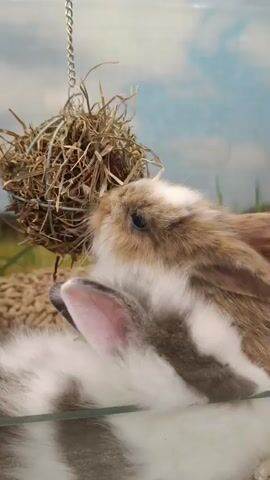 Two young rabbits are shown in close-up, with one rabbit actively eating hay from a hanging feeder. The other rabbit is partially visible beneath the first, its head and ear also appearing to be near the hay. The rabbits have brown and white fur. The background shows a blurry depiction of a grassy field and sky. The rabbits are contained within what appears to be a glass enclosure.