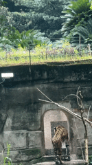 Morning zoo visits capture routine animal behaviors in Jiulongpo
