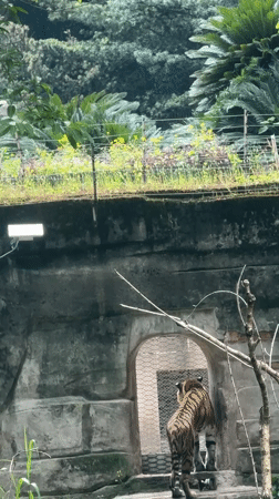 Morning zoo visits capture routine animal behaviors in Jiulongpo