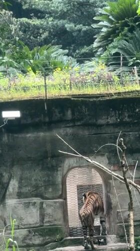 Morning zoo visits capture routine animal behaviors in Jiulongpo