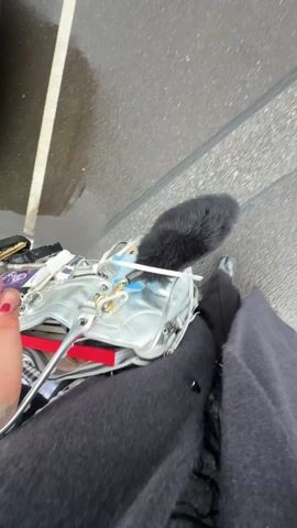 A woman wearing a gray coat, a bedazzled baseball cap, and sunglasses is holding up her purse and singing. The purse is a silver color with what appears to be a black cat tail on it. The woman is standing in what appears to be a parking lot. There are cars parked behind her. The weather appears to be overcast.