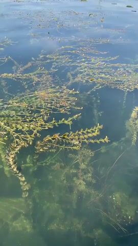 The video shows the clear water of a pond or lake with various aquatic plants growing beneath the surface. The plants are green and brown, with some appearing to be submerged, while others reach towards the surface. Sunlight filters through the water, creating dappled patterns on the bottom. There are some rocks visible on the pond bed, also covered in algae. The water appears calm and undisturbed, with only slight ripples on the surface.
