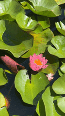 Water lilies in bloom on an Almaty pond