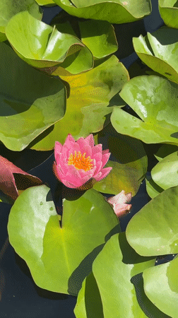 Water lilies in bloom on an Almaty pond