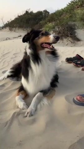 A medium shot captures a tricolored collie lying down on a sandy beach. The dog is facing to the right with its mouth open and tongue visible. Its fur is primarily black, white, and tan. The background consists of sand dunes covered with sparse vegetation. In the upper right corner of the frame, a pair of black clogs and a pink flip-flop are visible on the sand. The lighting suggests it is either sunrise or sunset.