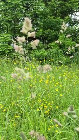 The video pans across a meadow filled with green grass and small yellow flowers. Tall stalks of light-colored grass with feathery tops are prominent in the foreground, swaying gently. In the background, a dense line of lush green trees forms a backdrop. The overall impression is a natural, outdoors scene.
