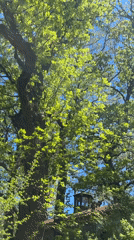 Person spotted in sunny Bistritsa field amid spring scenery