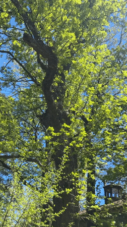 Person spotted in sunny Bistritsa field amid spring scenery