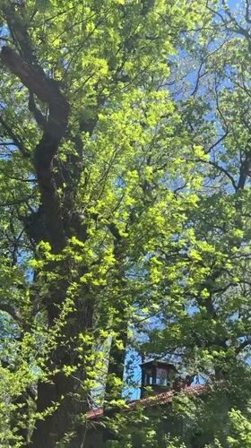 Person spotted in sunny Bistritsa field amid spring scenery