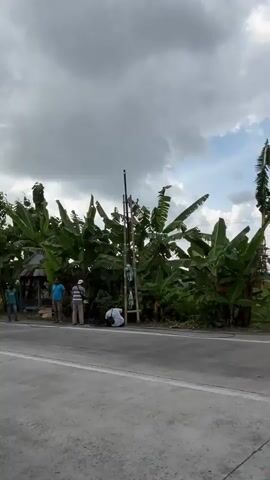 This video captures a roadside scene with several people gathered around a tall, slender pole, possibly for construction or repair work. Banana trees form a lush backdrop behind them. A motorcycle rides by on the road, and a white car is parked on the left side of the frame. The sky is partly cloudy.